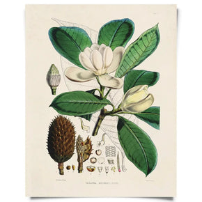 Vintage Natural History Prints