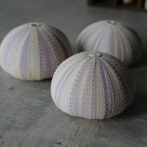Marine Treasures - sea urchins & star fish - Tribe Castlemaine