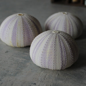 Marine Treasures - sea urchins & star fish - Tribe Castlemaine