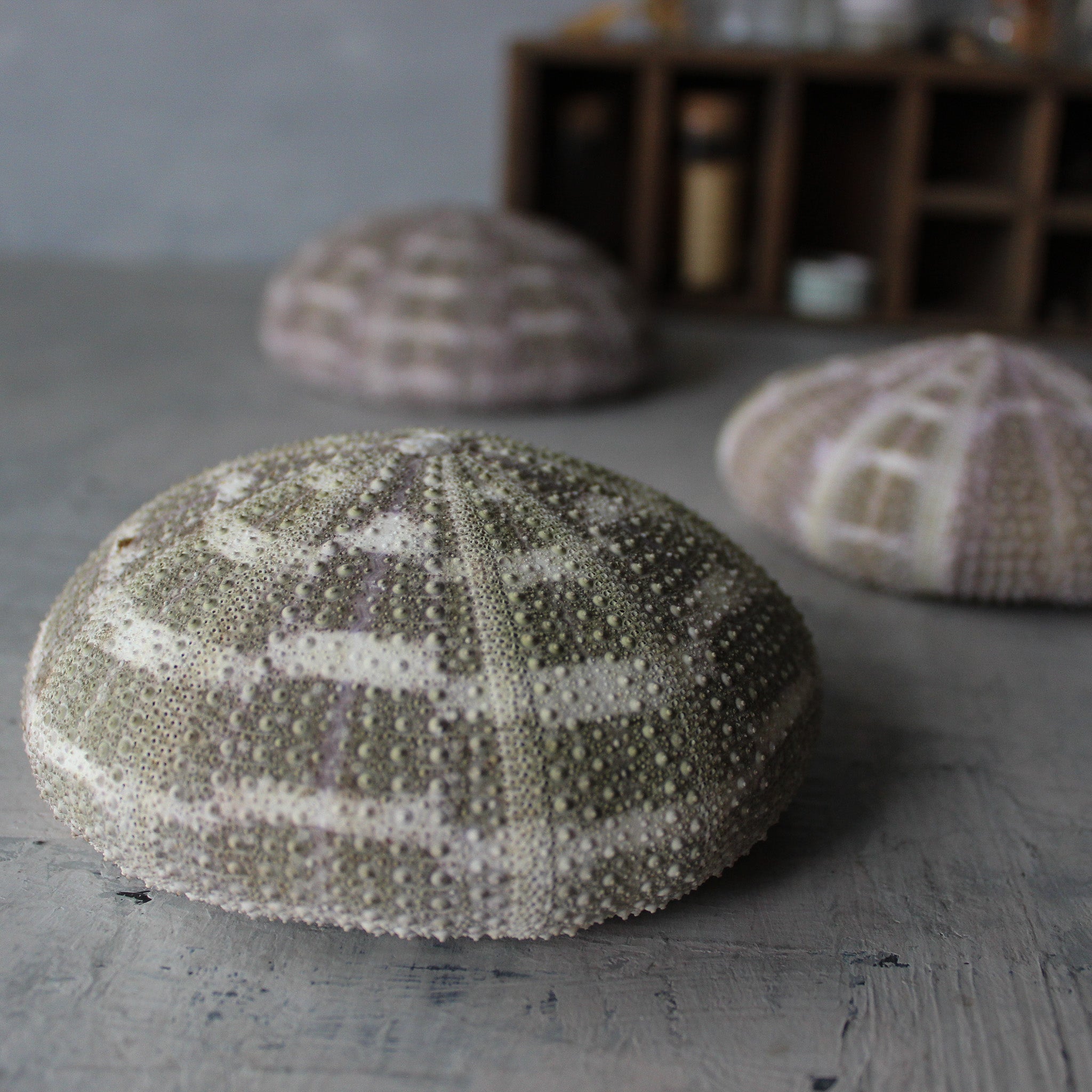 Marine Treasures - sea urchins & star fish - Tribe Castlemaine