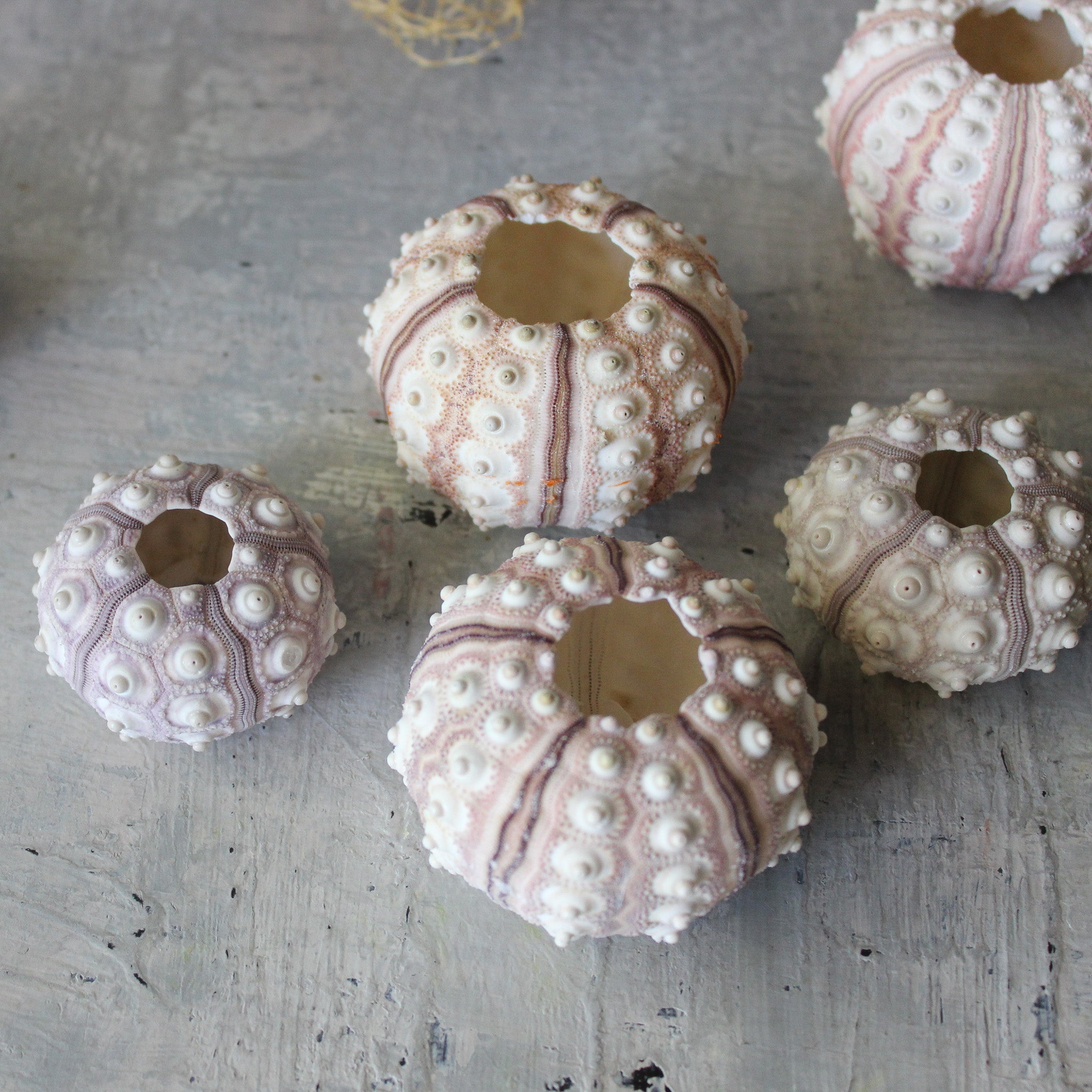 Marine Treasures - sea urchins & star fish - Tribe Castlemaine