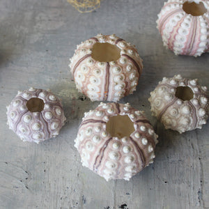 Marine Treasures - sea urchins & star fish - Tribe Castlemaine