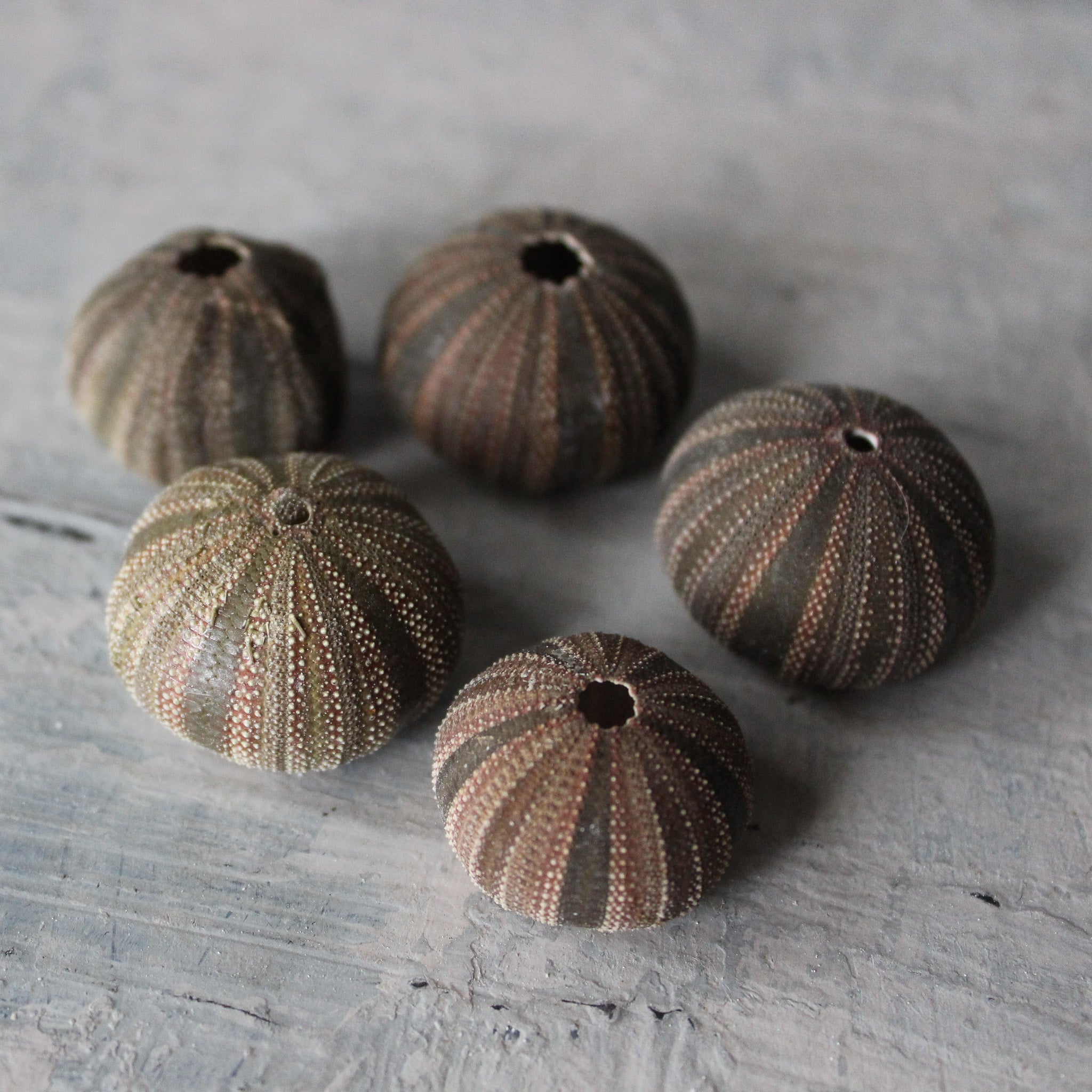 Marine Treasures - sea urchins & star fish - Tribe Castlemaine