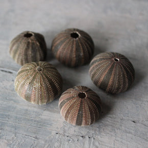 Marine Treasures - sea urchins & star fish - Tribe Castlemaine