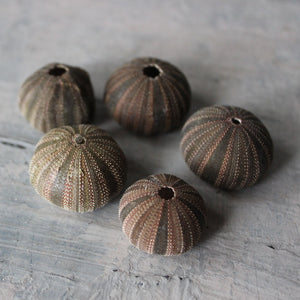 Marine Treasures - sea urchins & star fish - Tribe Castlemaine