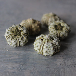Marine Treasures - sea urchins & star fish - Tribe Castlemaine