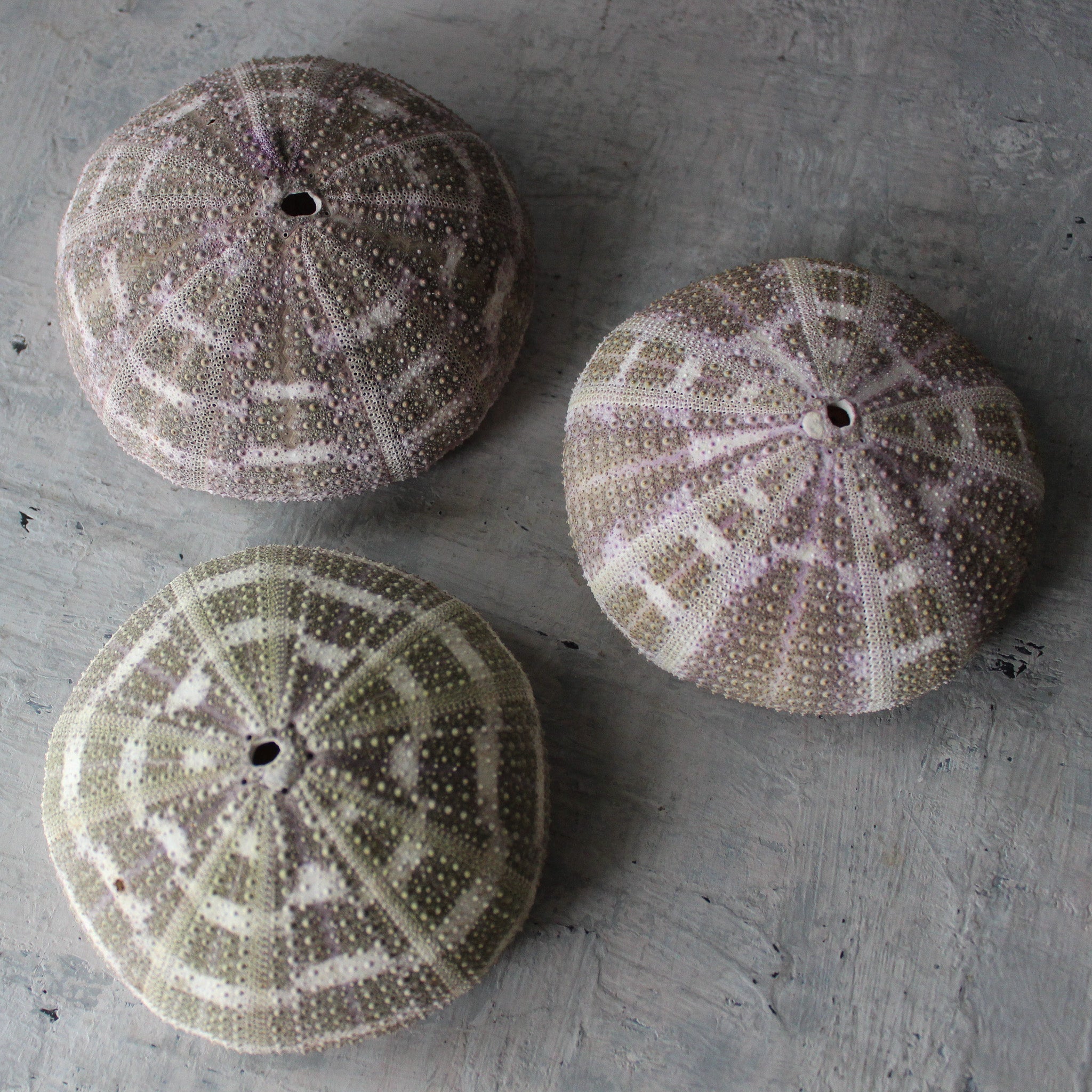 Marine Treasures - sea urchins & star fish - Tribe Castlemaine