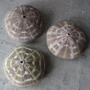 Marine Treasures - sea urchins & star fish - Tribe Castlemaine