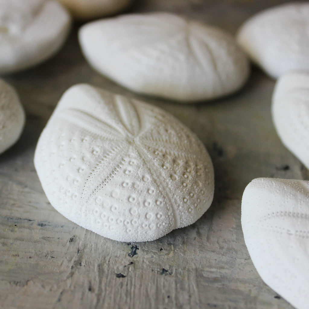 Marine Treasures - sea urchins & star fish - Tribe Castlemaine