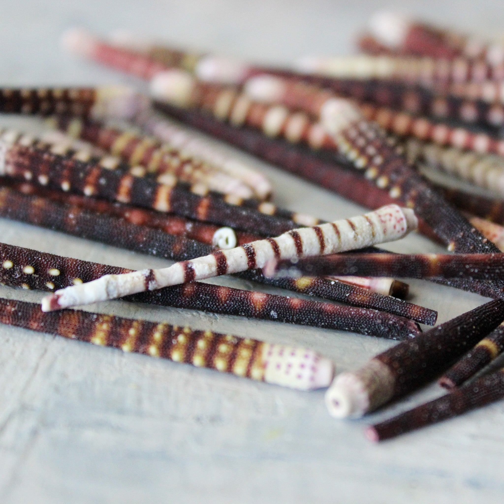 Marine Treasures - sea urchins & star fish - Tribe Castlemaine