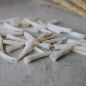 Marine Treasures - sea urchins & star fish - Tribe Castlemaine
