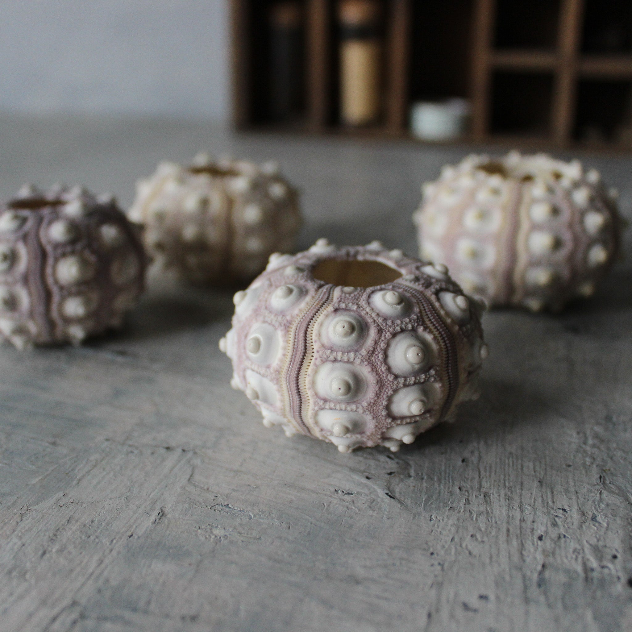 Marine Treasures - sea urchins & star fish - Tribe Castlemaine