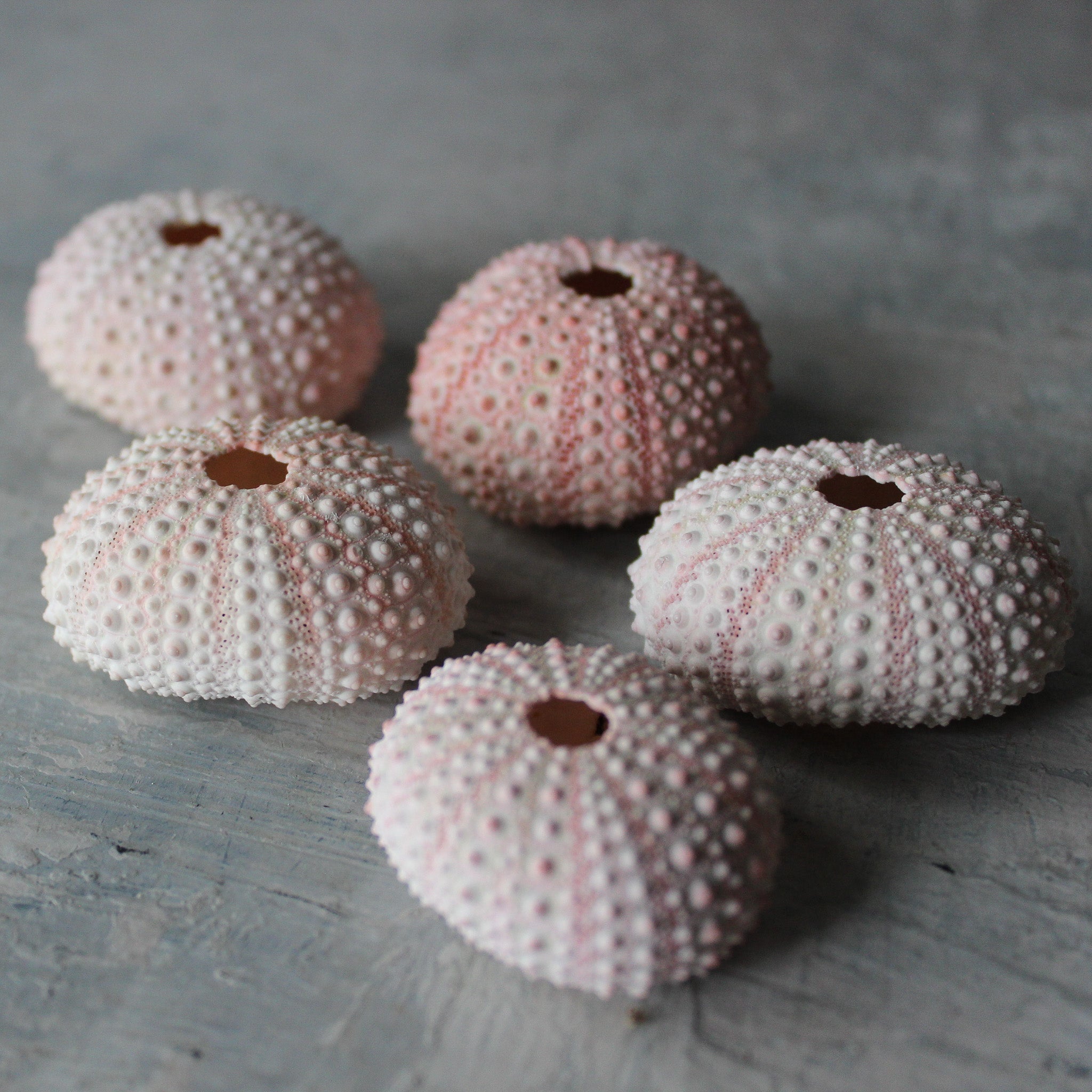 Marine Treasures - sea urchins & star fish - Tribe Castlemaine