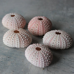 Marine Treasures - sea urchins & star fish - Tribe Castlemaine