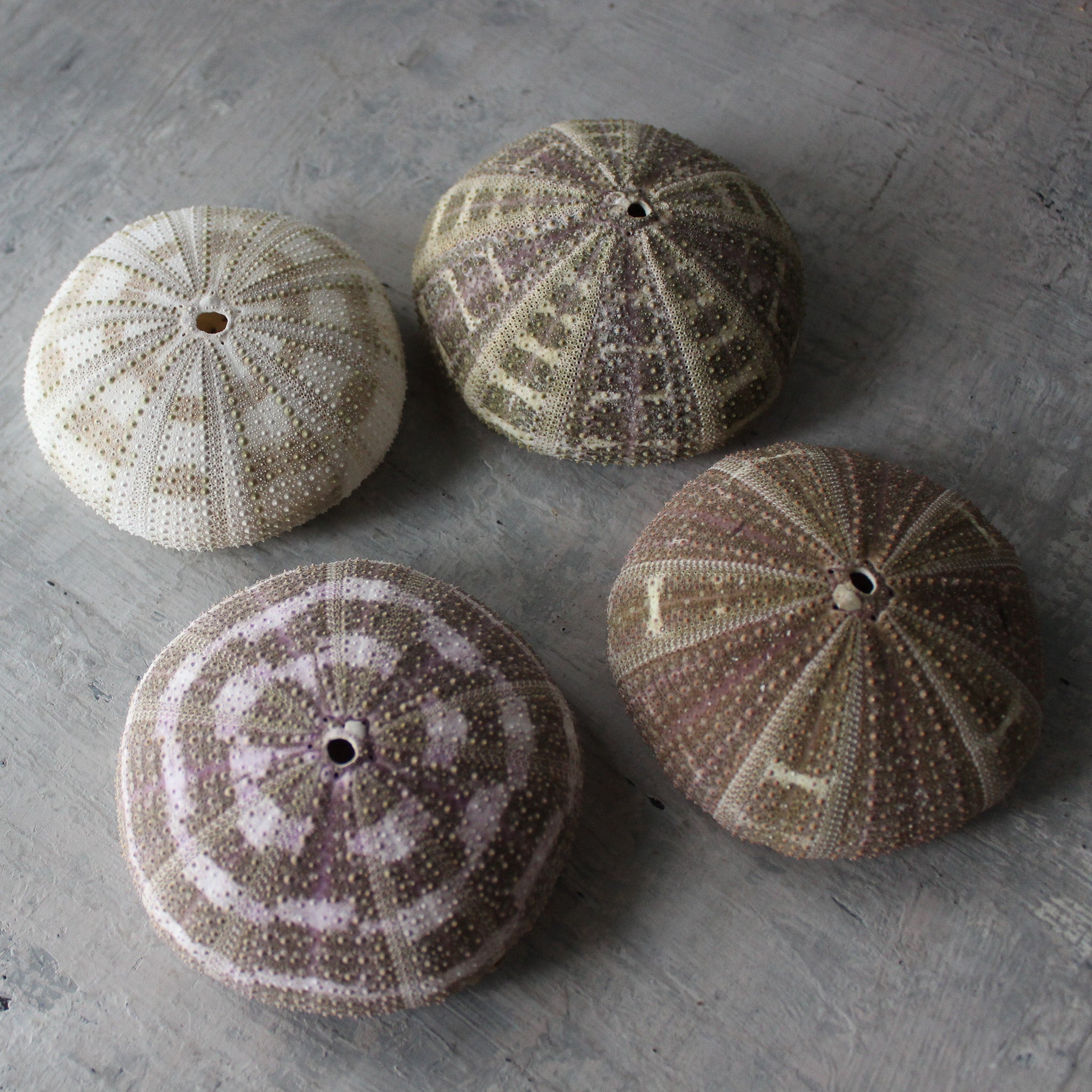 Marine Treasures - sea urchins & star fish - Tribe Castlemaine