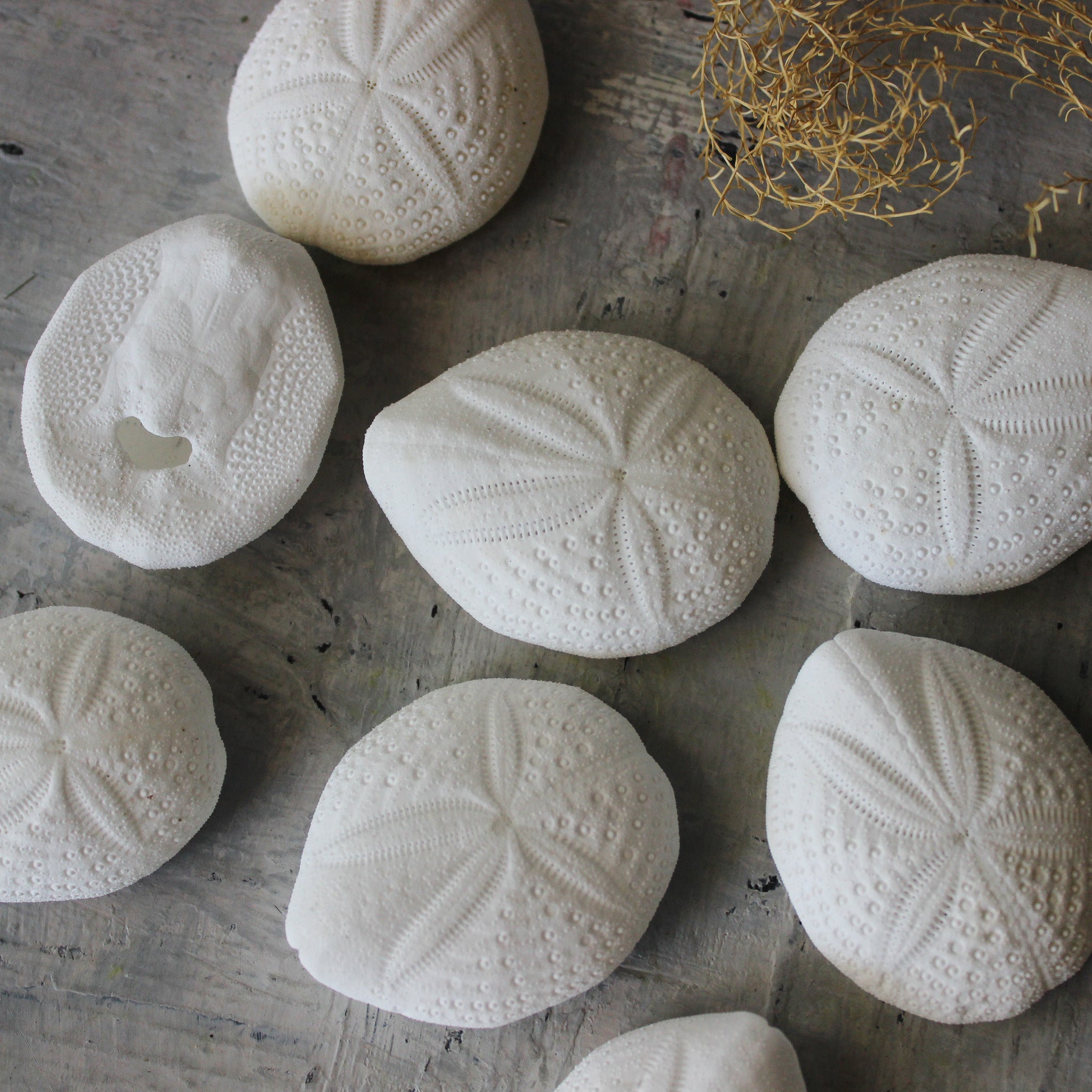 Marine Treasures - sea urchins & star fish - Tribe Castlemaine