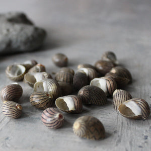 Marine Treasures - sea urchins & star fish - Tribe Castlemaine