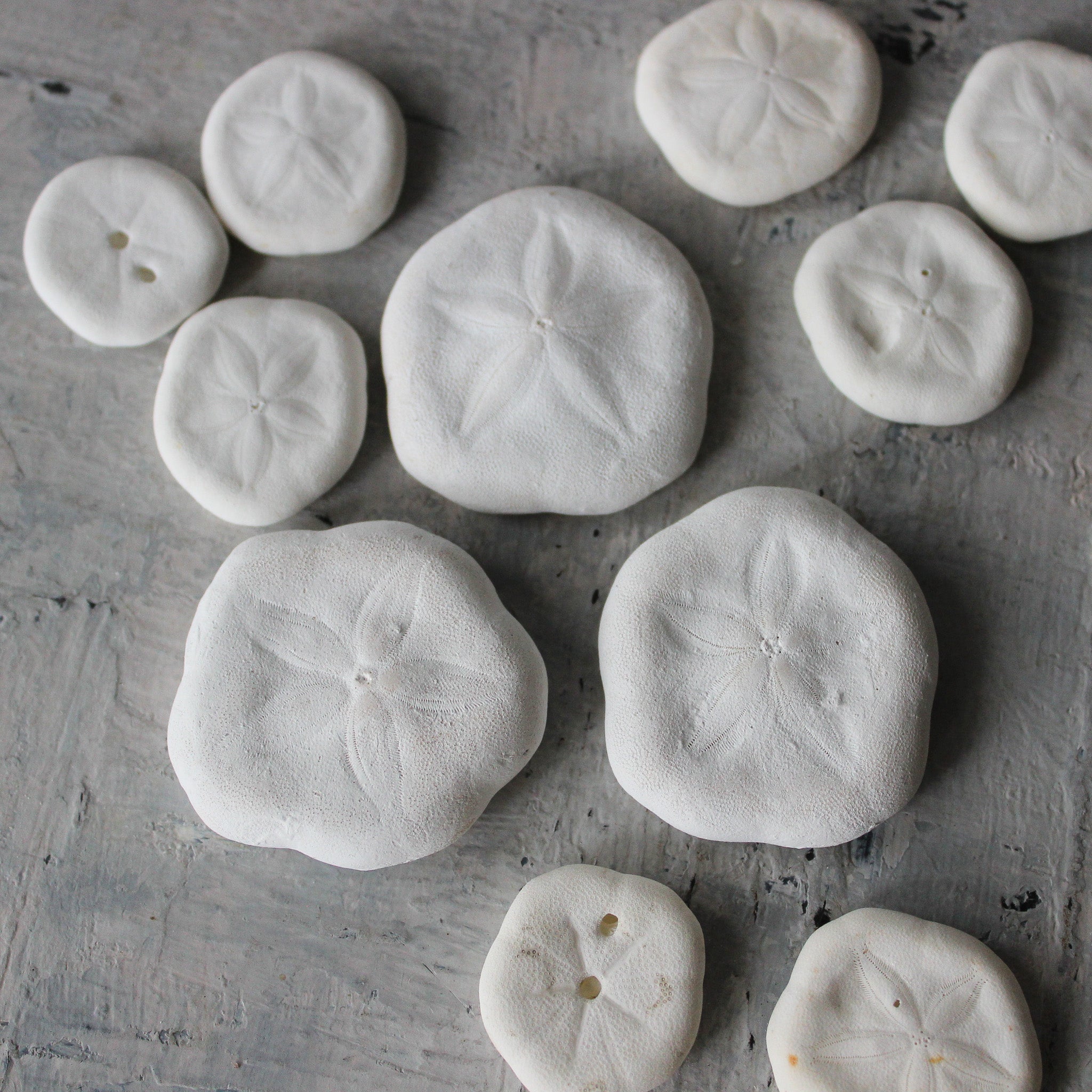 Marine Treasures - sea urchins & star fish - Tribe Castlemaine