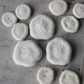 Marine Treasures - sea urchins & star fish - Tribe Castlemaine