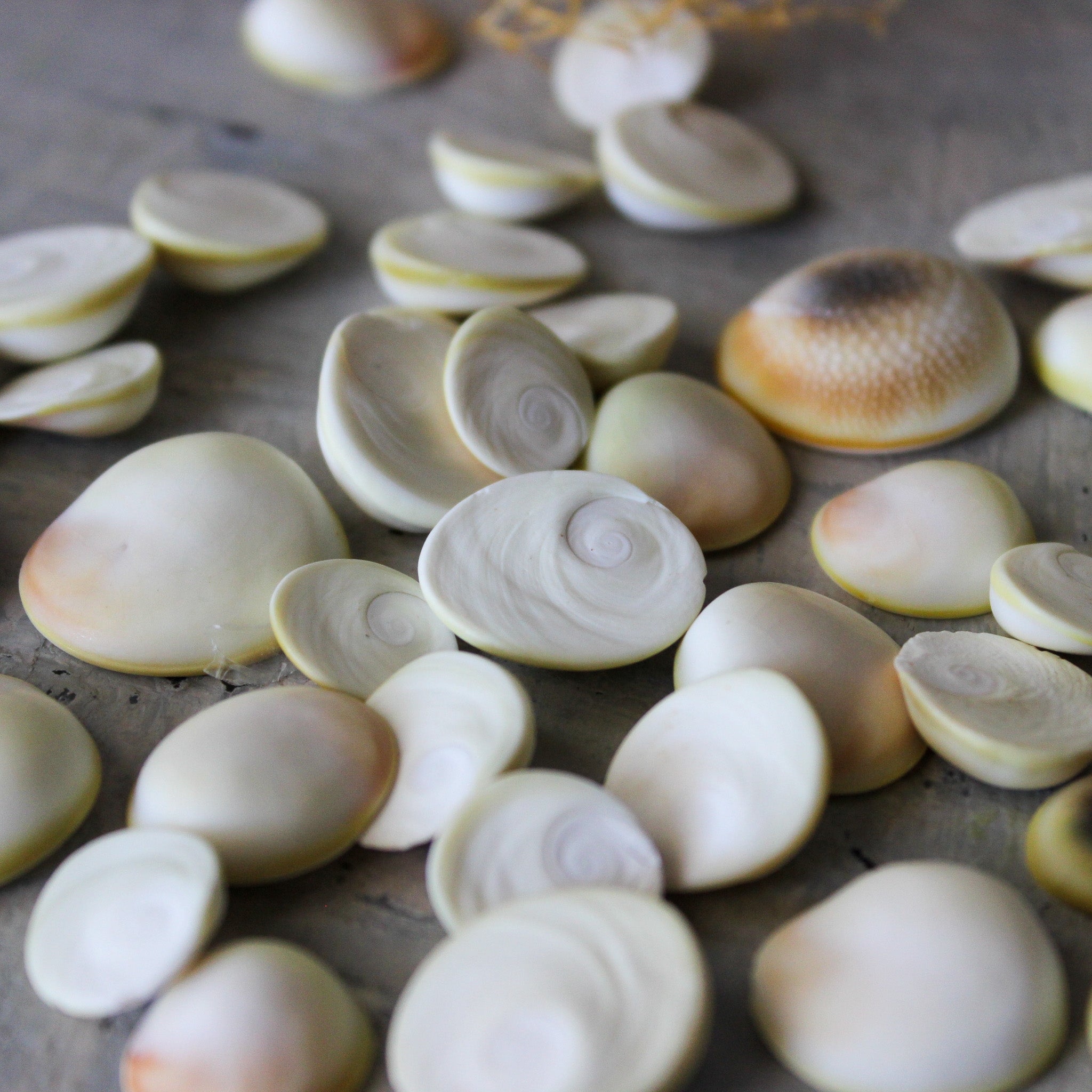 Marine Treasures - sea urchins & star fish - Tribe Castlemaine