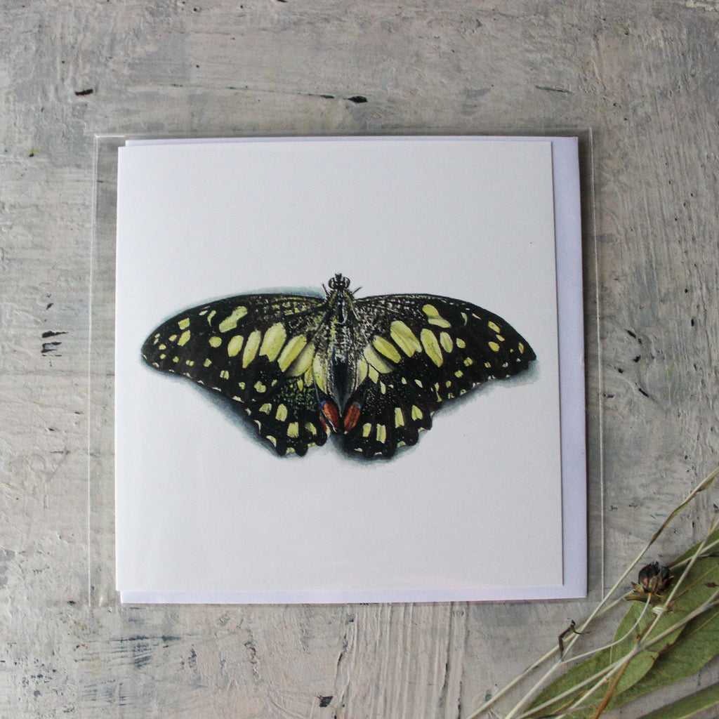 Matteo Grilli Card 'Chequered Swallowtail Butterfly