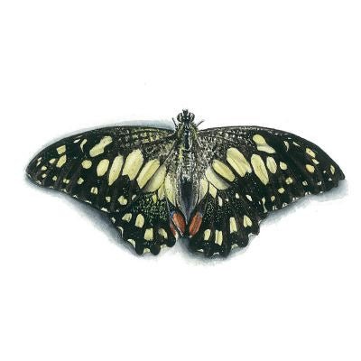 Matteo Grilli Card 'Chequered Swallowtail Butterfly