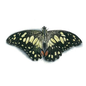 Matteo Grilli Card 'Chequered Swallowtail Butterfly" - Tribe Castlemaine