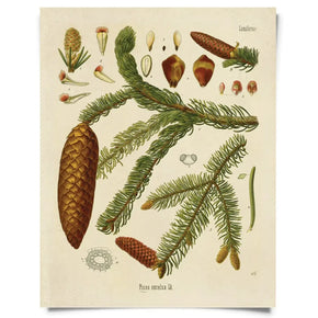 Vintage Natural History Prints