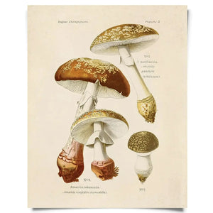 Vintage Natural History Prints