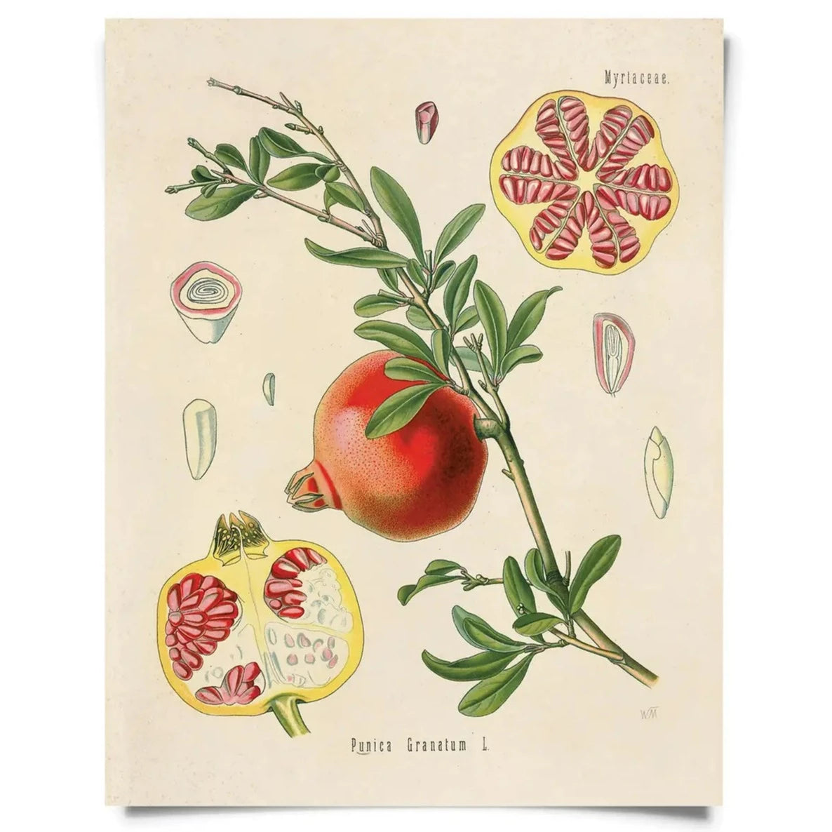 Vintage Natural History Prints