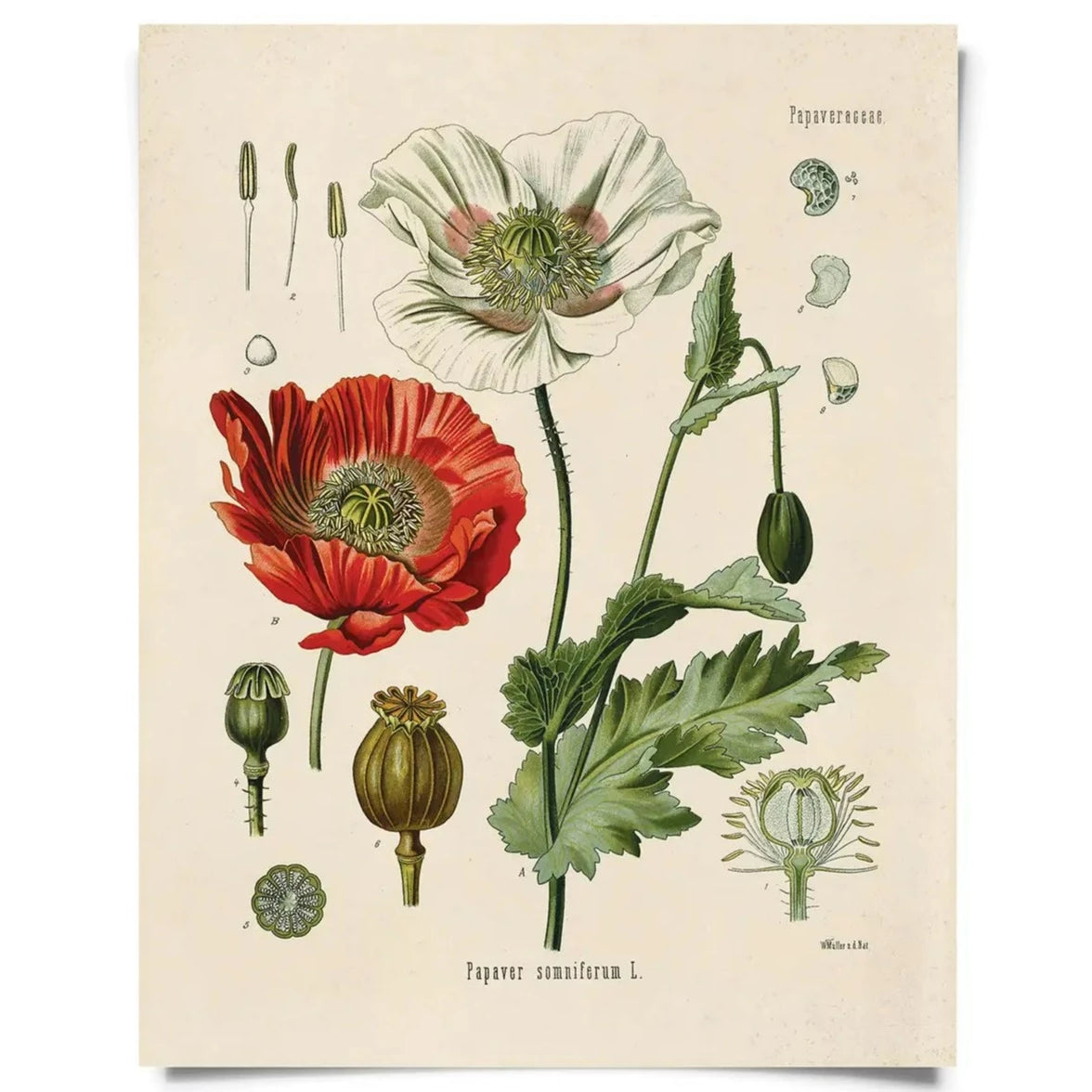 Vintage Natural History Prints