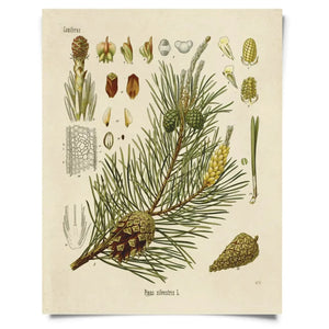 Vintage Natural History Prints