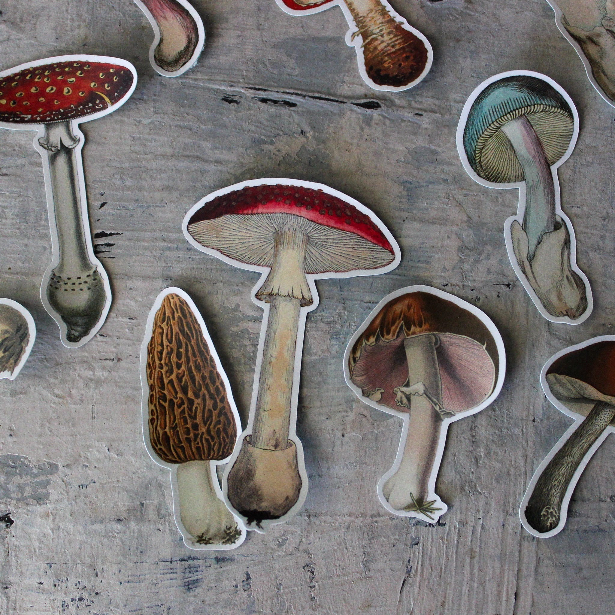 Toadstool Sticker Pack (Vinyl) - Tribe Castlemaine