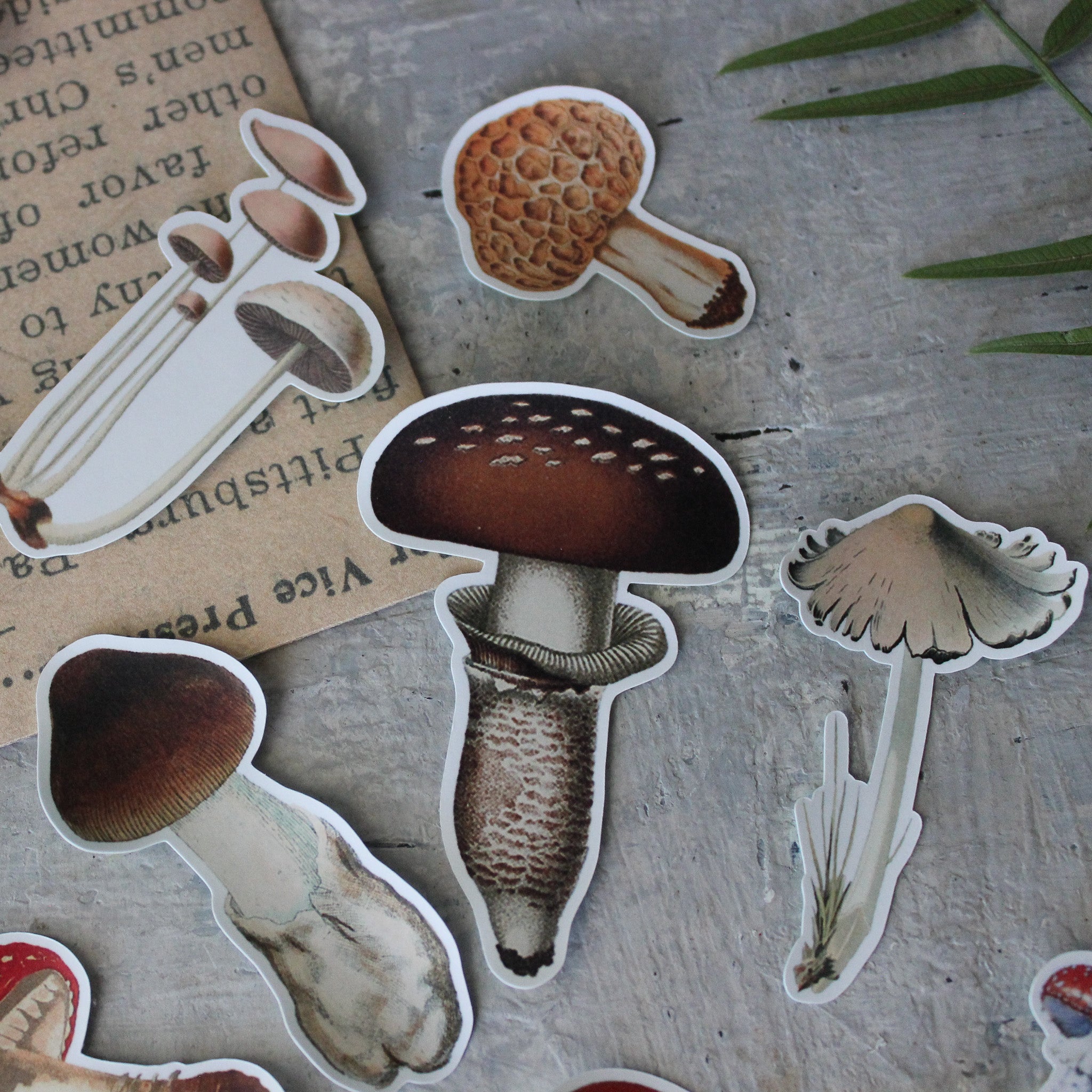 Toadstool Sticker Pack (Vinyl) - Tribe Castlemaine