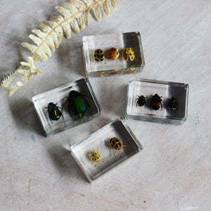 Beetle Resin Specimen Blocks - Tribe Castlemaine