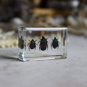 Beetle Resin Specimen Blocks - Tribe Castlemaine