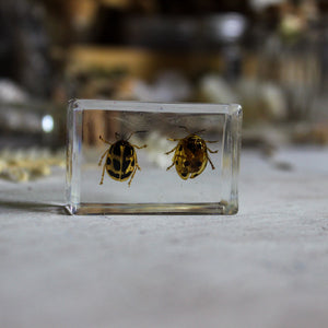 Beetle Resin Specimen Blocks - Tribe Castlemaine