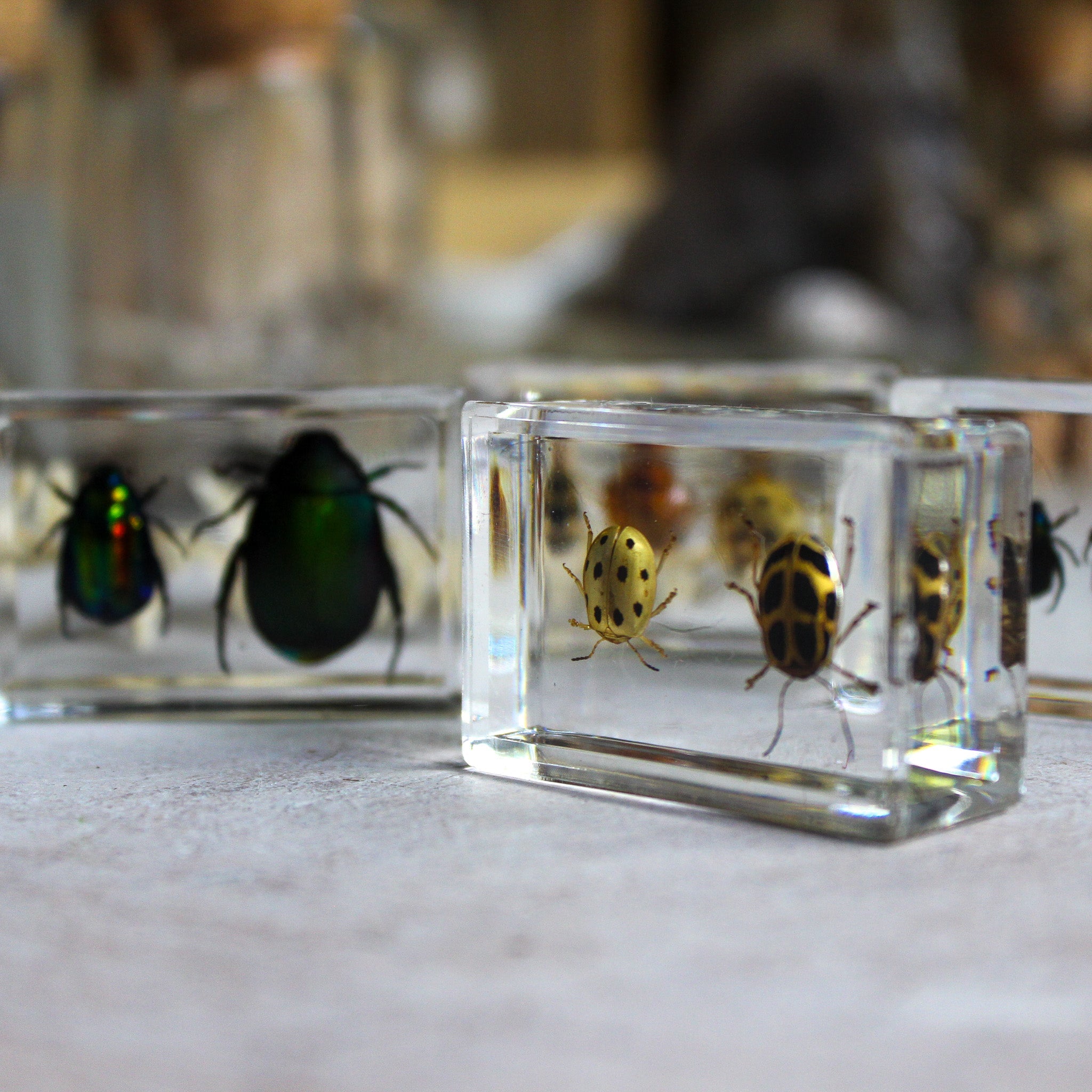 Beetle Resin Specimen Blocks - Tribe Castlemaine