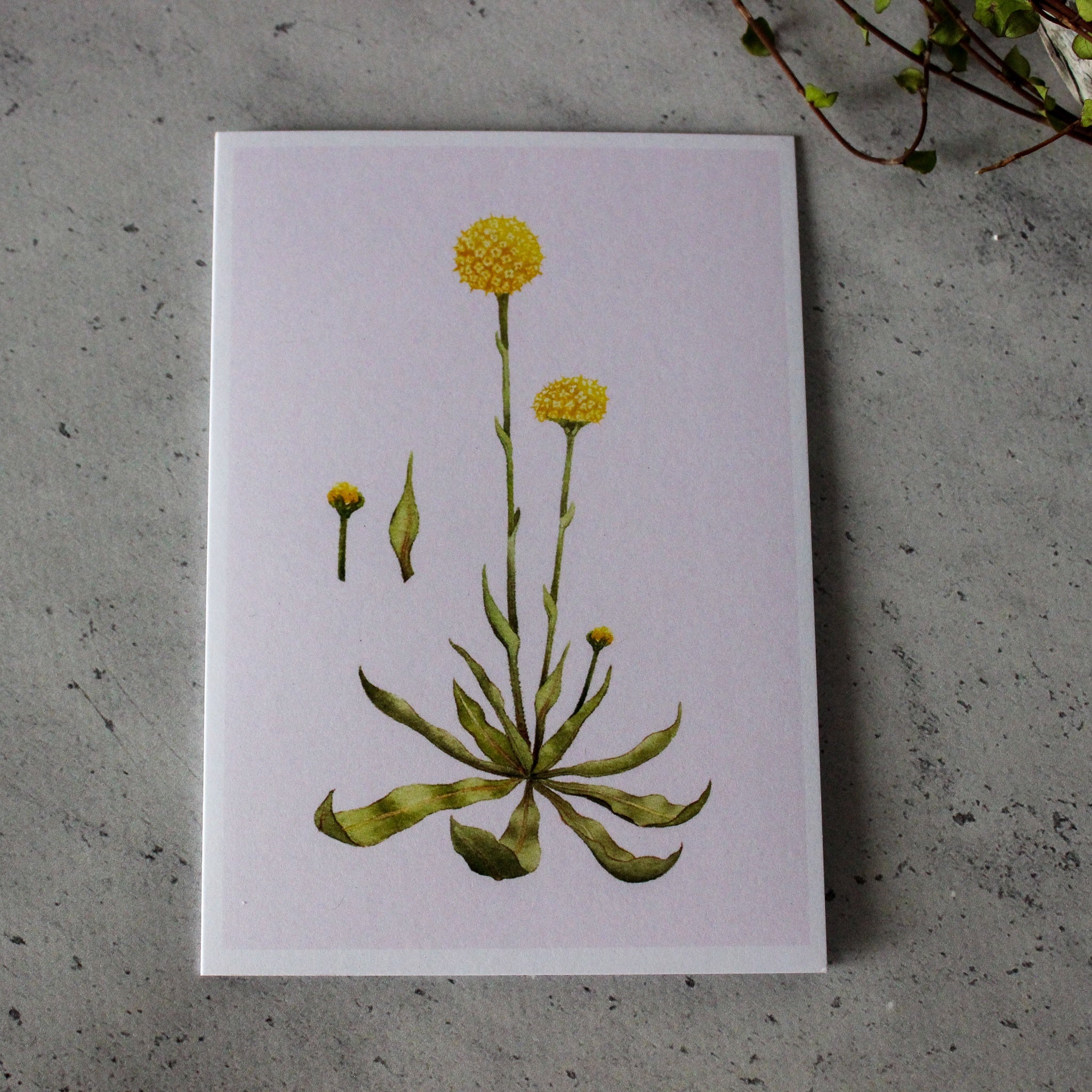 Billy Button Card - Tribe Castlemaine