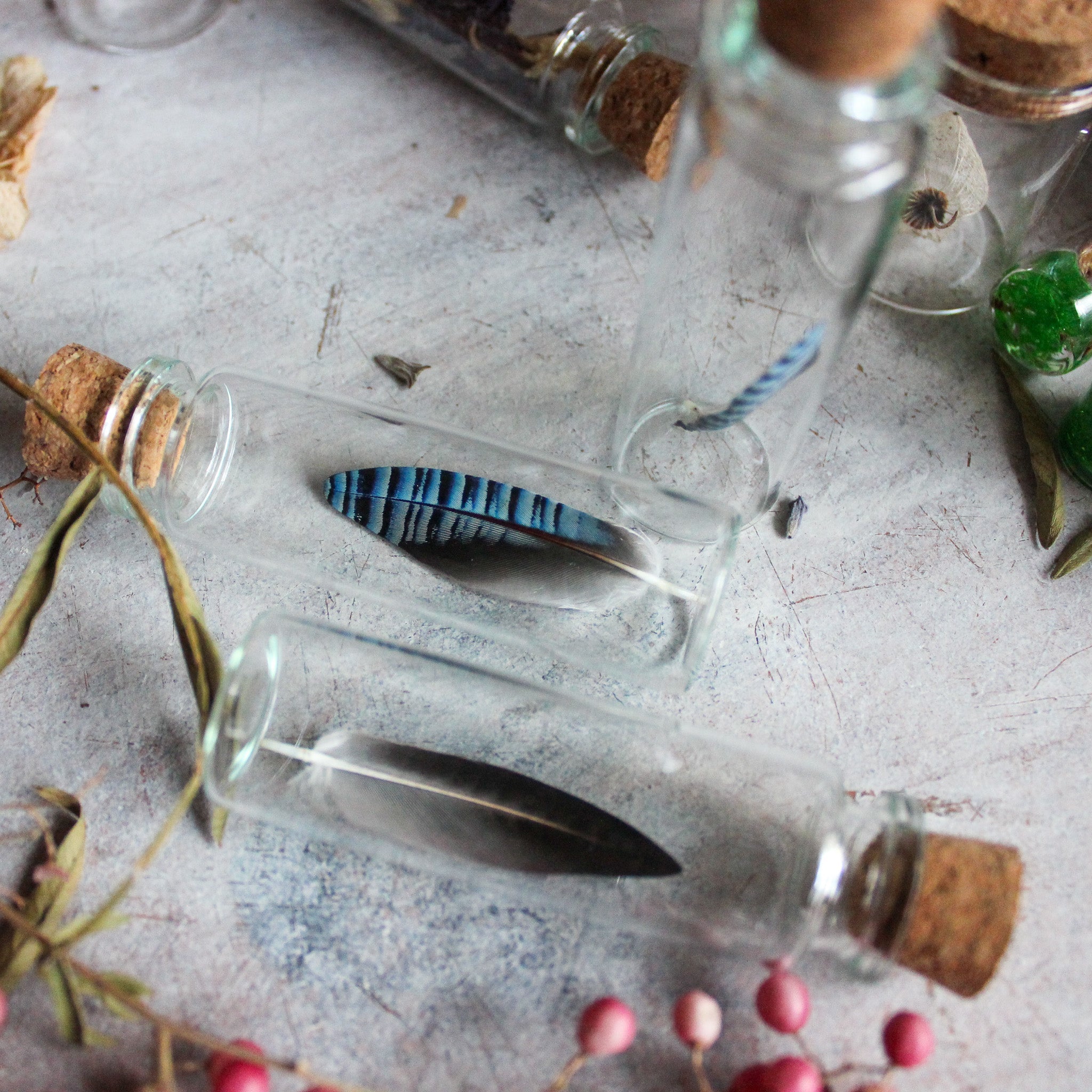 Blue Jay Feather Specimen Jars - Tribe Castlemaine