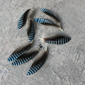 Blue Jay Feather Specimen Jars - Tribe Castlemaine