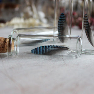 Blue Jay Feather Specimen Jars - Tribe Castlemaine