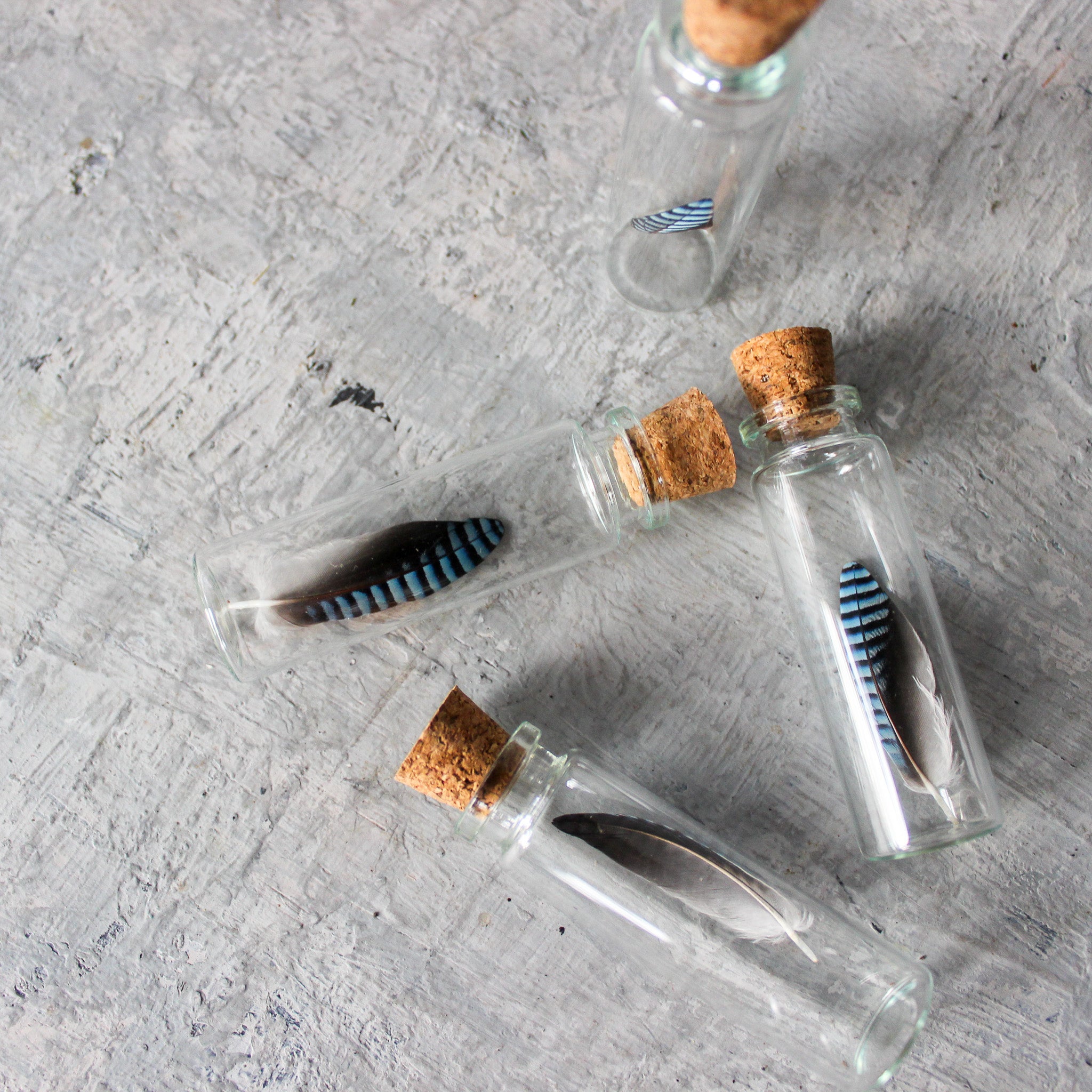 Blue Jay Feather Specimen Jars - Tribe Castlemaine