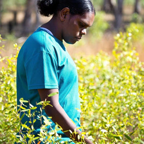 Bush Medijina Hand & Body Wash - Tribe Castlemaine