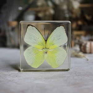 Butterfly Resin Specimen Blocks - Tribe Castlemaine