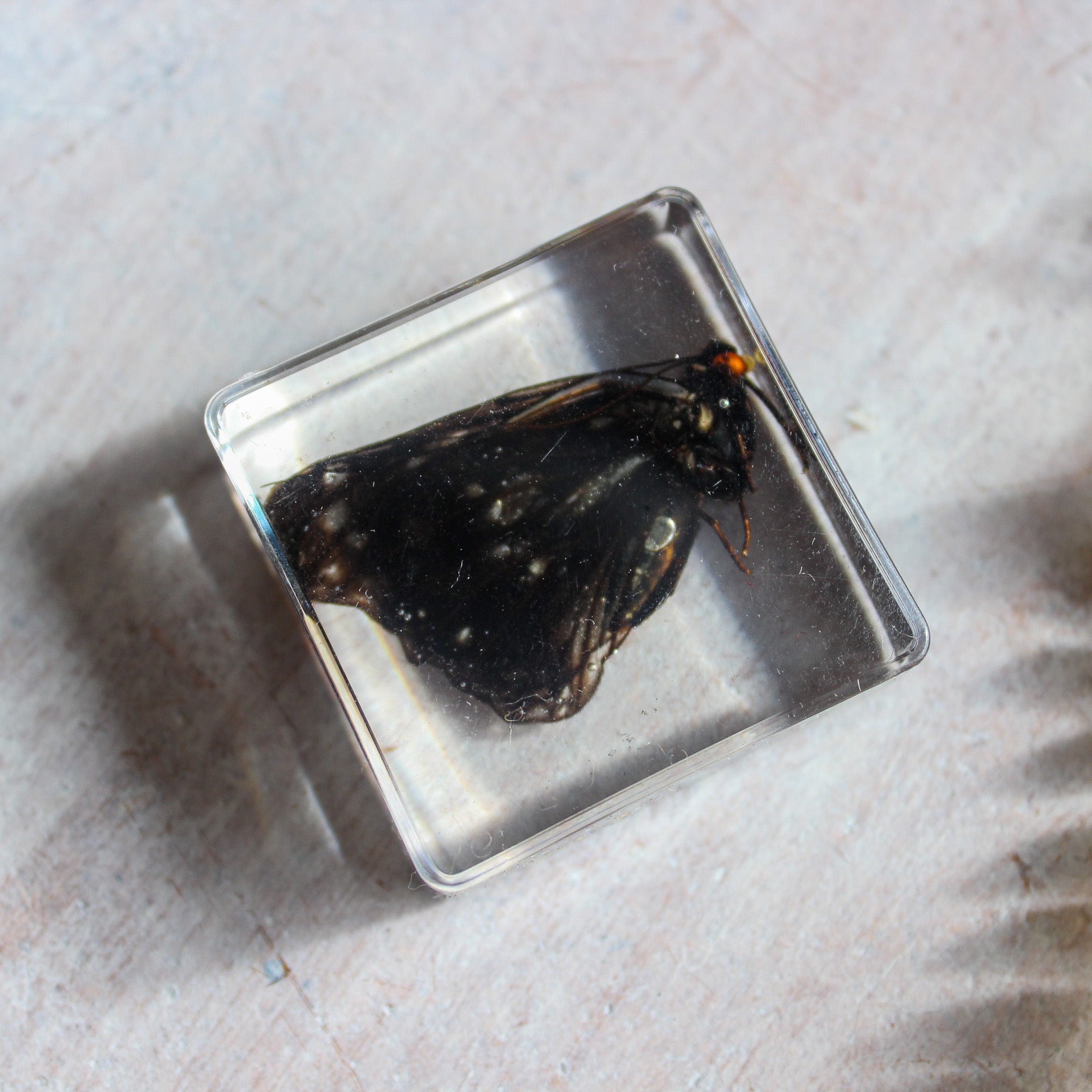 Butterfly Resin Specimen Blocks - Tribe Castlemaine