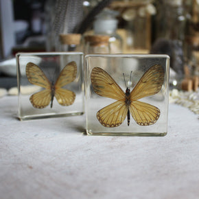 Butterfly Resin Specimen Blocks - Tribe Castlemaine