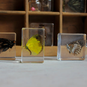Butterfly Resin Specimen Blocks - Tribe Castlemaine