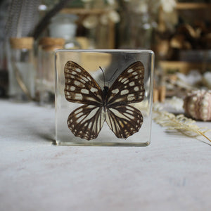 Butterfly Resin Specimen Blocks - Tribe Castlemaine