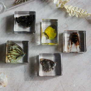 Butterfly Resin Specimen Blocks - Tribe Castlemaine